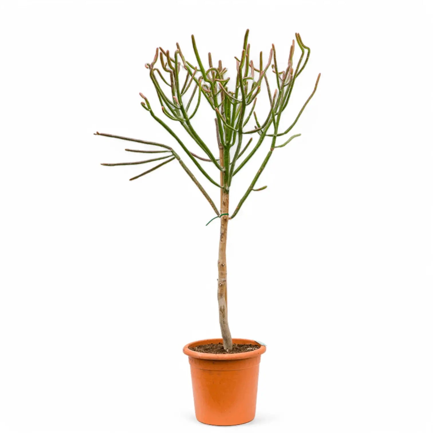 Euphorbia alluaudii potted houseplant in nursery pot on white background, product photo 2.