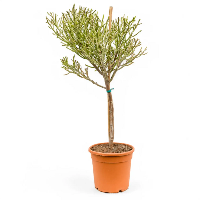 Euphorbia fiherenensis potted houseplant in nursery pot on white background, product photo 2.