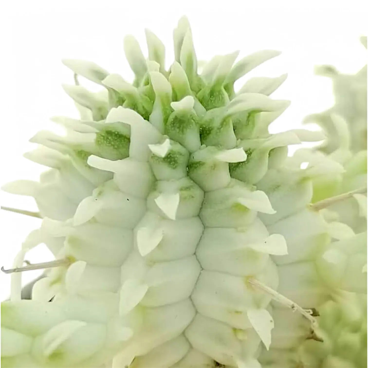 Euphorbia mammillaris f. variegata – Blattdetail vor weißem Hintergrund..