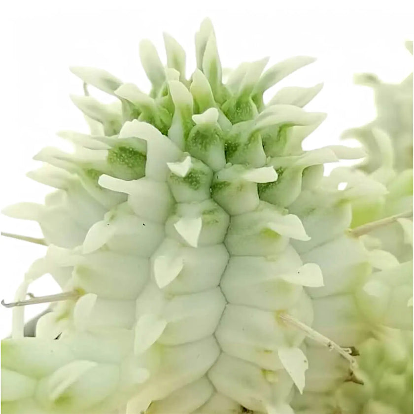 Euphorbia mammillaris f. variegata leaf close-up on white background.
