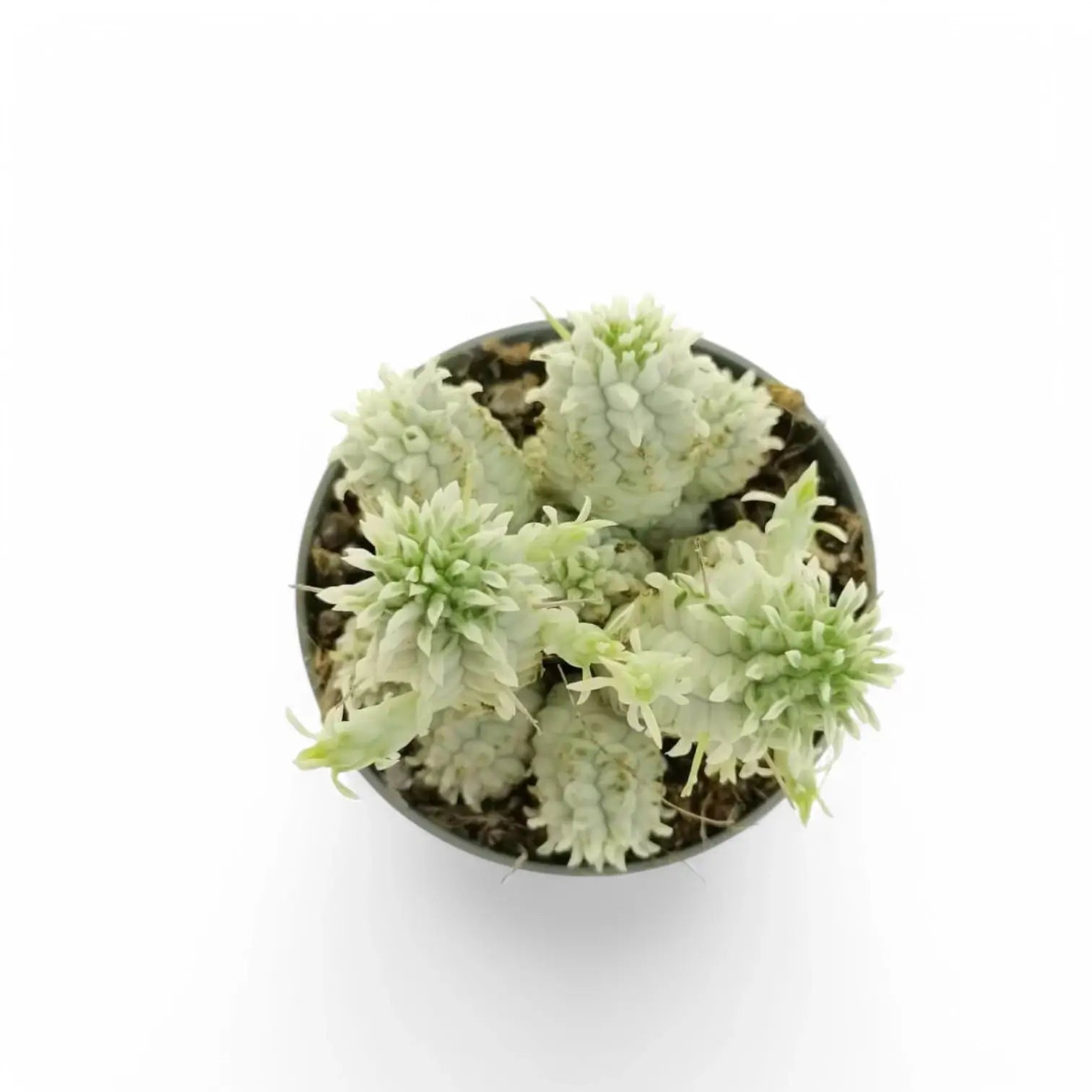 Euphorbia mammillaris f. variegata Zimmerpflanze im Anzuchttopf vor weiĂźem Hintergrund, Produktfoto 2.