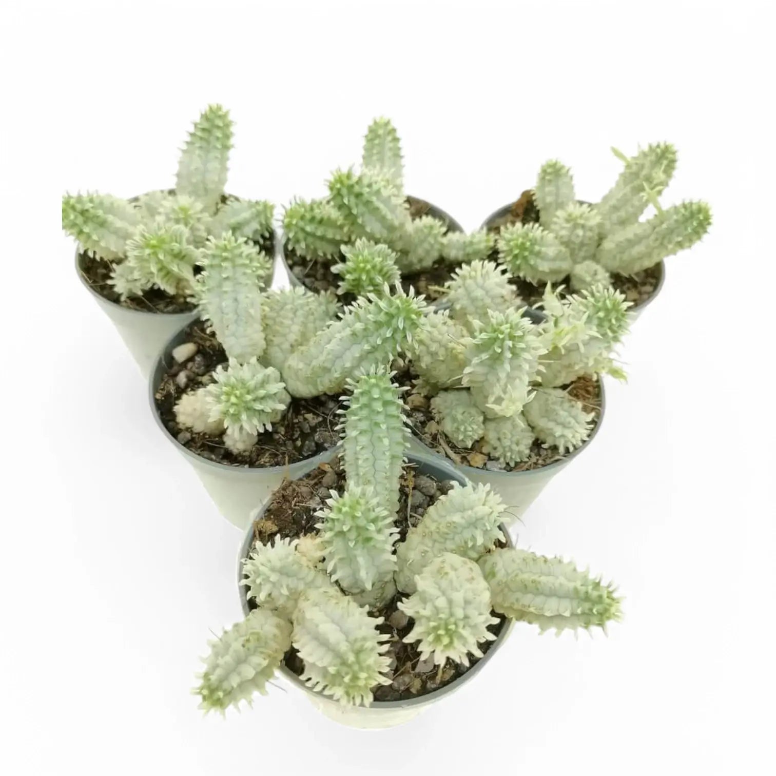 Euphorbia mammillaris f. variegata Zimmerpflanze im Anzuchttopf vor weiĂźem Hintergrund, Produktfoto 3.