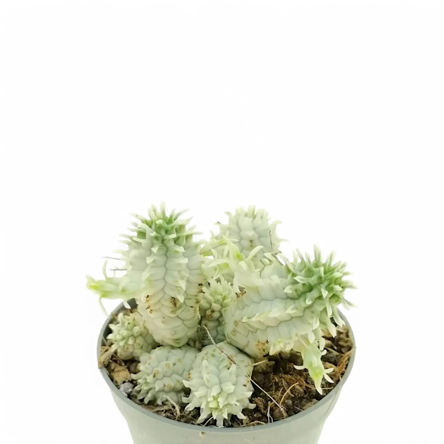 Euphorbia mammillaris f. variegata Zimmerpflanze im Anzuchttopf vor weiĂźem Hintergrund, Produktfoto 4.