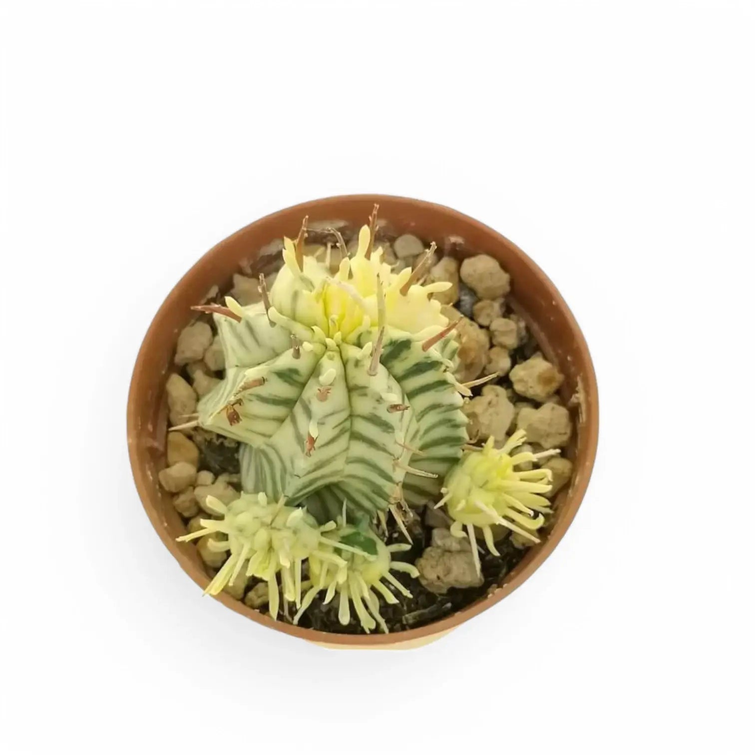 Euphorbia meloformis f. variegata Zimmerpflanze im Anzuchttopf vor weißem Hintergrund, Produktfoto 2.