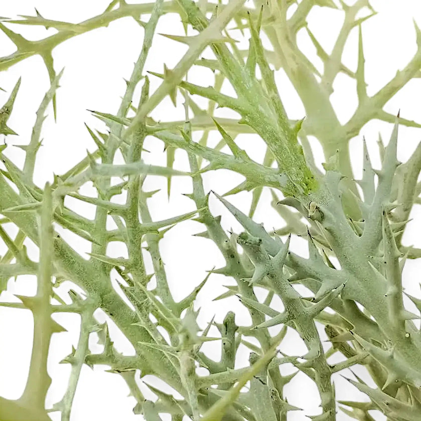 Euphorbia stenoclada leaf close-up on white background.