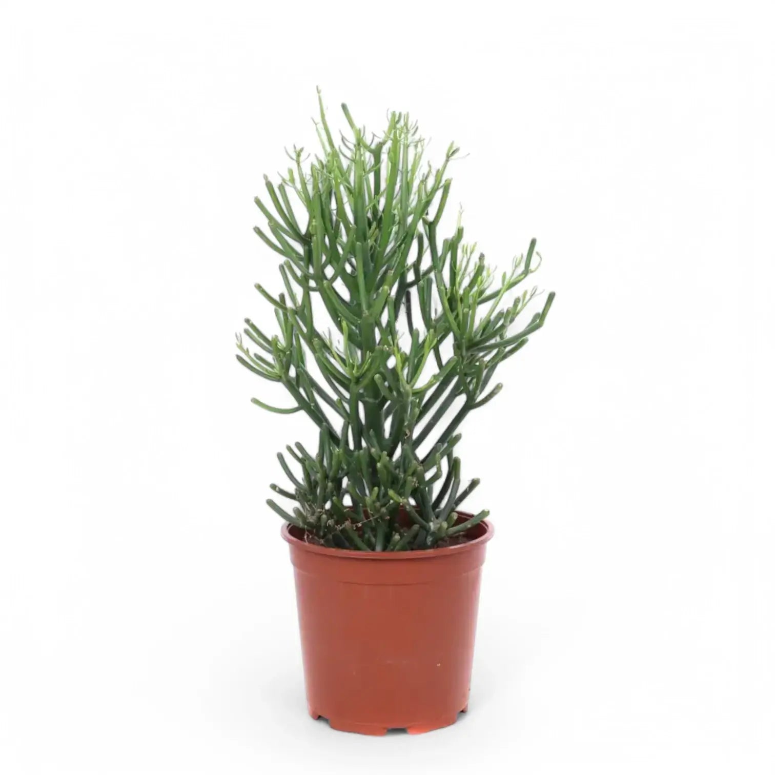 Euphorbia tirucalli potted houseplant in nursery pot on white background, product photo 4.