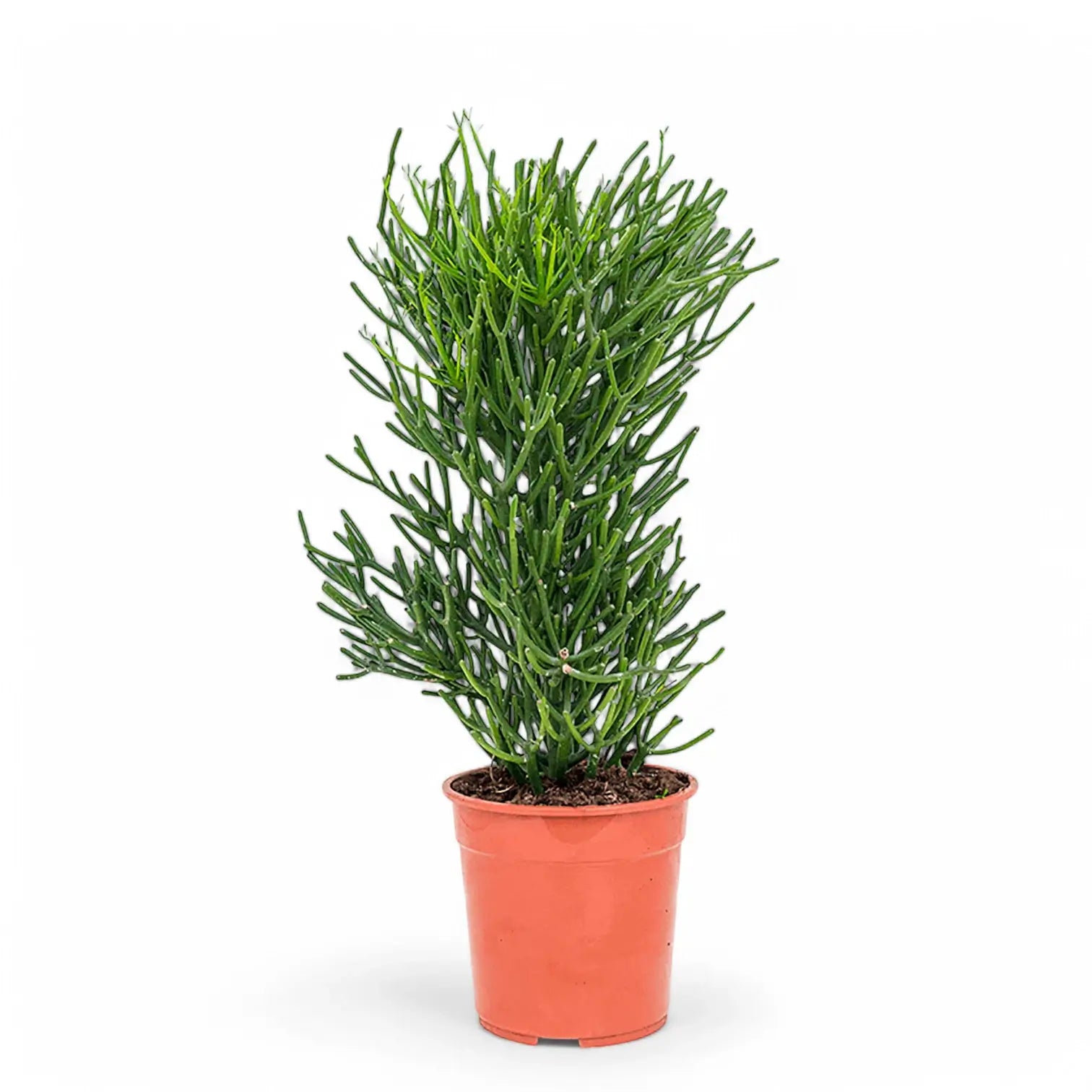 Euphorbia tirucalli potted houseplant in nursery pot on white background, product photo 5.