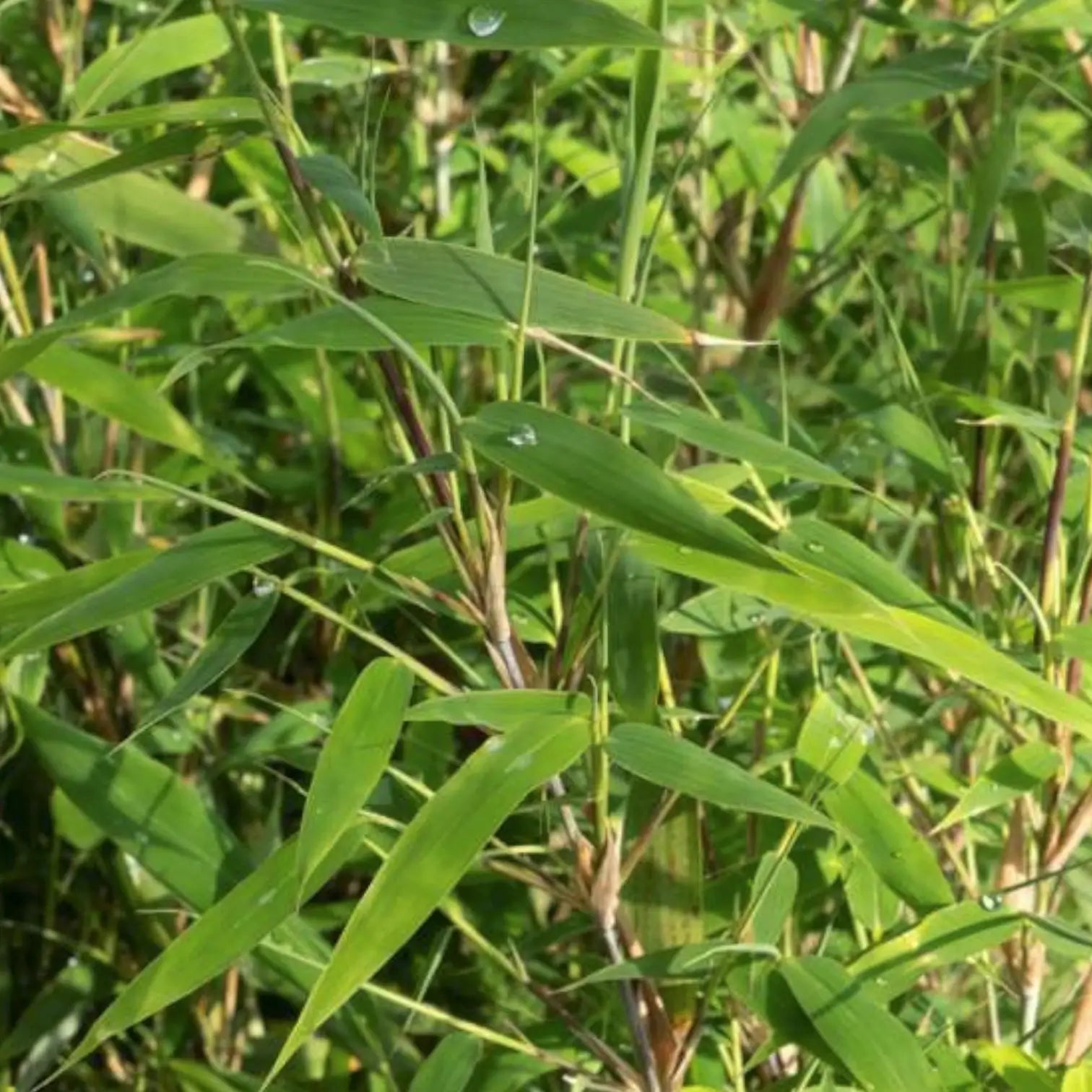 Fargesia 'Rufa' leaf close-up on white background.