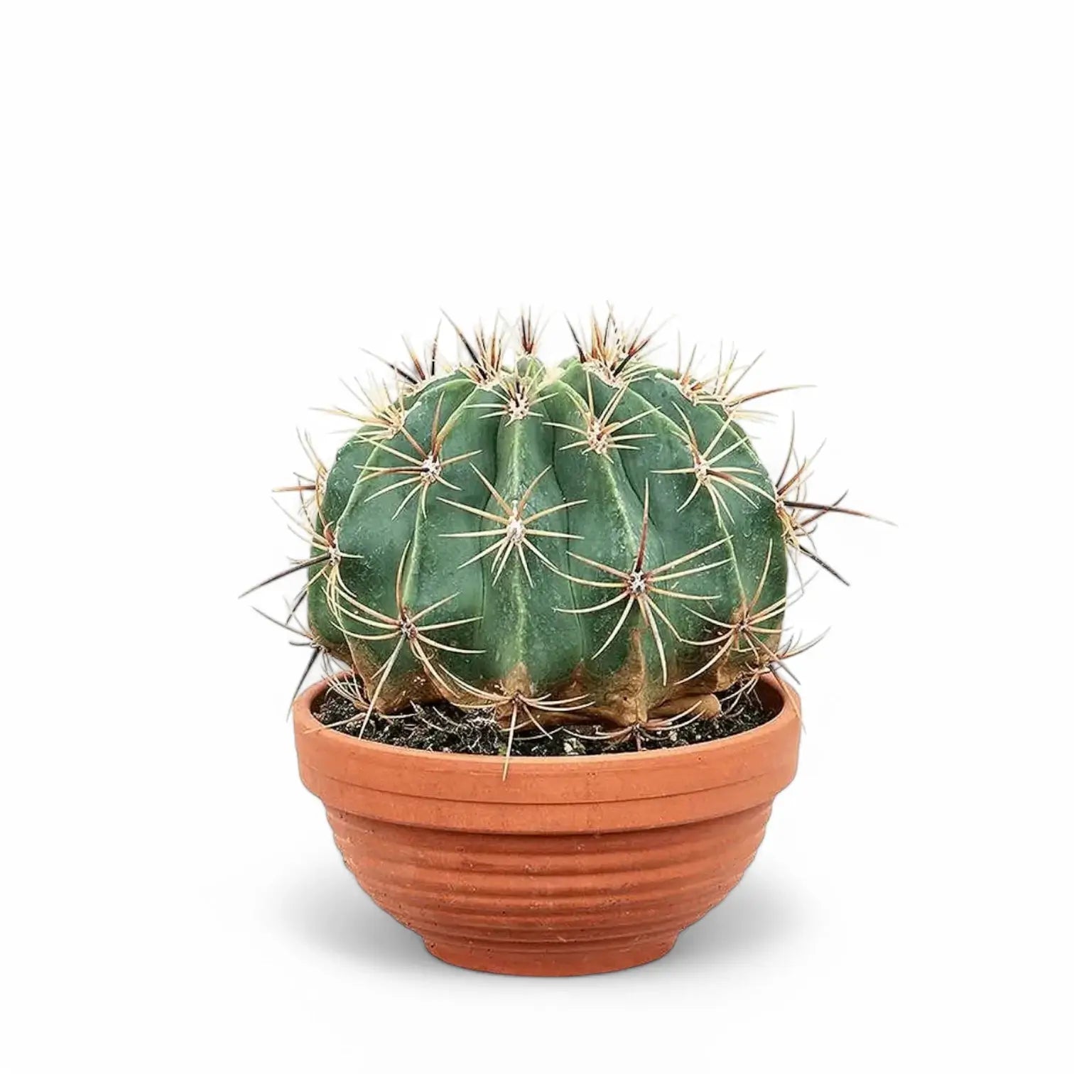 Ferocactus peninsulae f. brevispinus potted houseplant in nursery pot on white background, product photo 2.
