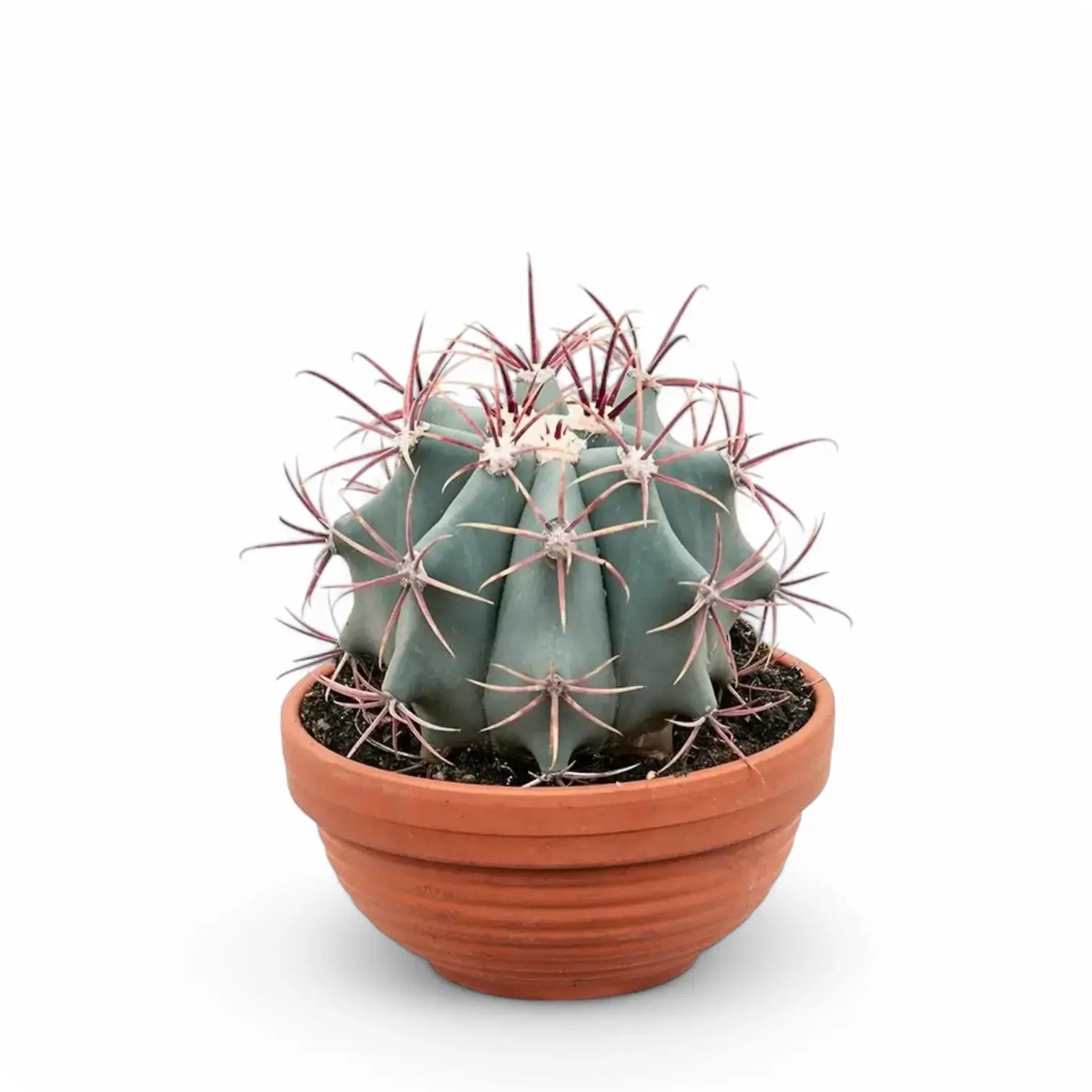 Ferocactus stainesii Zimmerpflanze im Anzuchttopf vor weißem Hintergrund, Produktfoto 3.