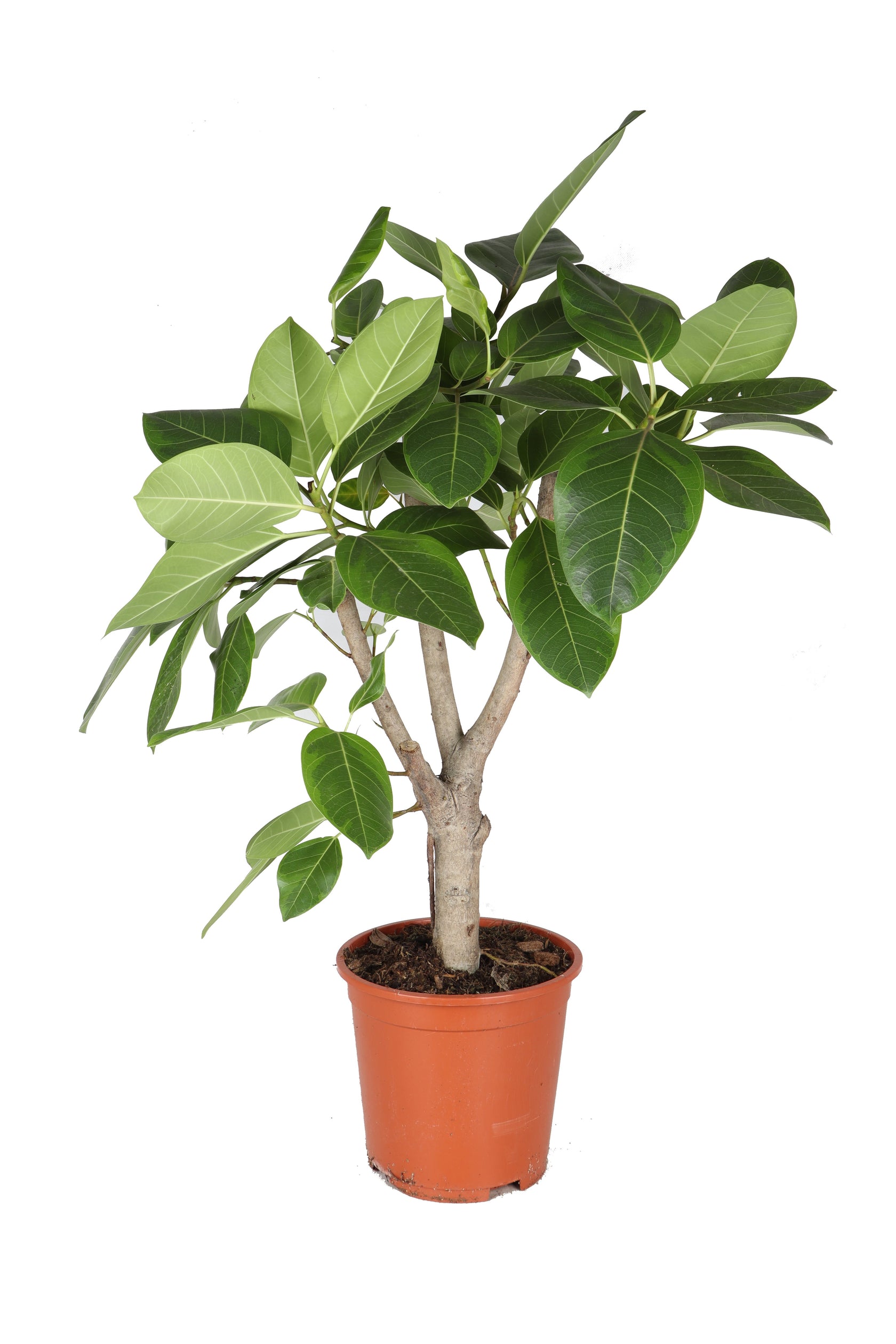 Ficus altissima Zimmerpflanze im Anzuchttopf vor weiĂźem Hintergrund, Produktfoto 2.