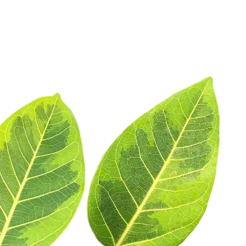 Ficus altissima 'Yellow Gem' â Blattdetail vor weiĂem Hintergrund..