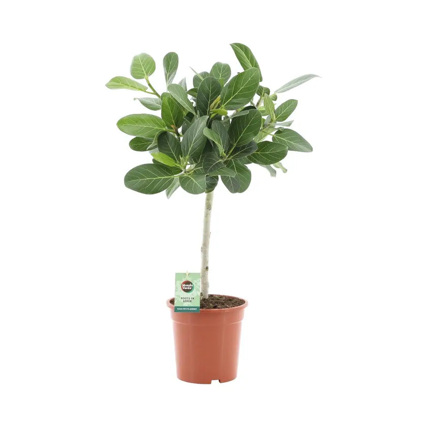 Ficus benghalensis 'Petite Audrey' Zimmerpflanze im Anzuchttopf vor weiĂem Hintergrund, Produktfoto 2.