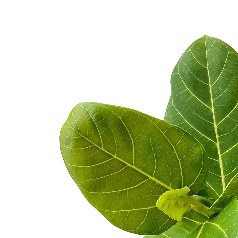Ficus benghalensis 'Sunshine' leaf close-up on white background.