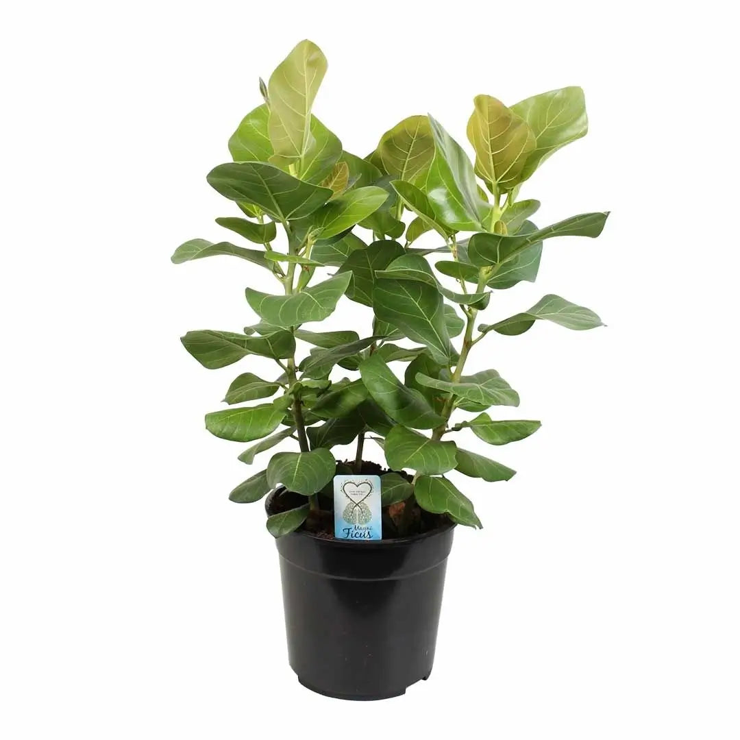 Ficus benghalensis 'Sunshine' potted houseplant in nursery pot on white background, product photo 2.