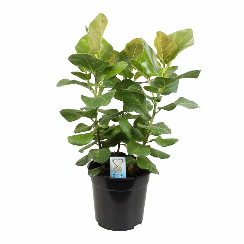 Ficus benghalensis 'Sunshine' Zimmerpflanze im Anzuchttopf vor weiĂem Hintergrund, Produktfoto 2.