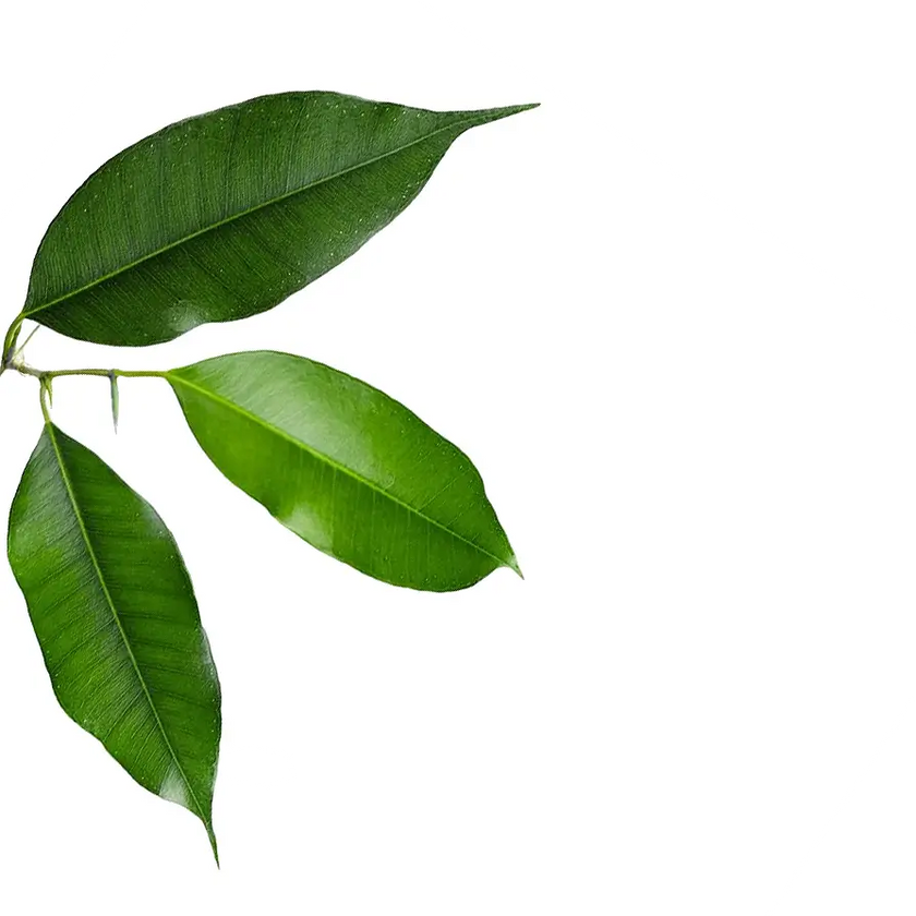 Ficus benjamina 'Exotica' leaf close-up on white background.