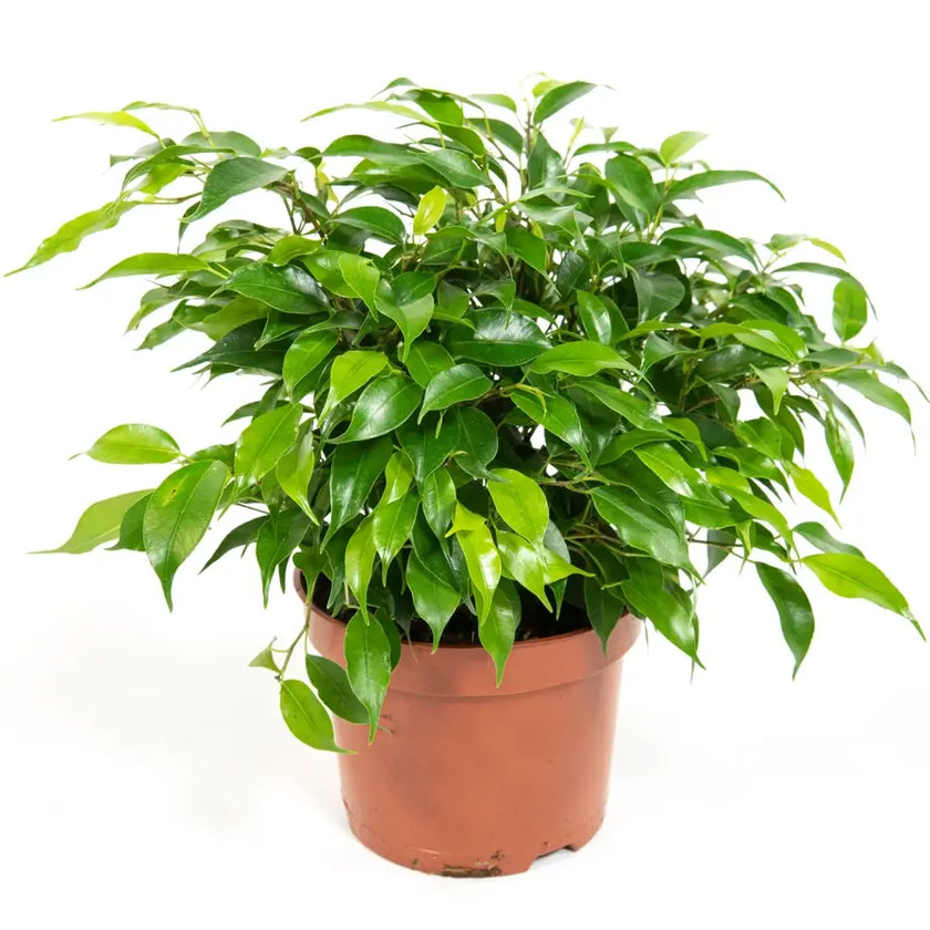 Ficus benjamina 'Green Kinky' Zimmerpflanze im Anzuchttopf vor weißem Hintergrund, Produktfoto 2.