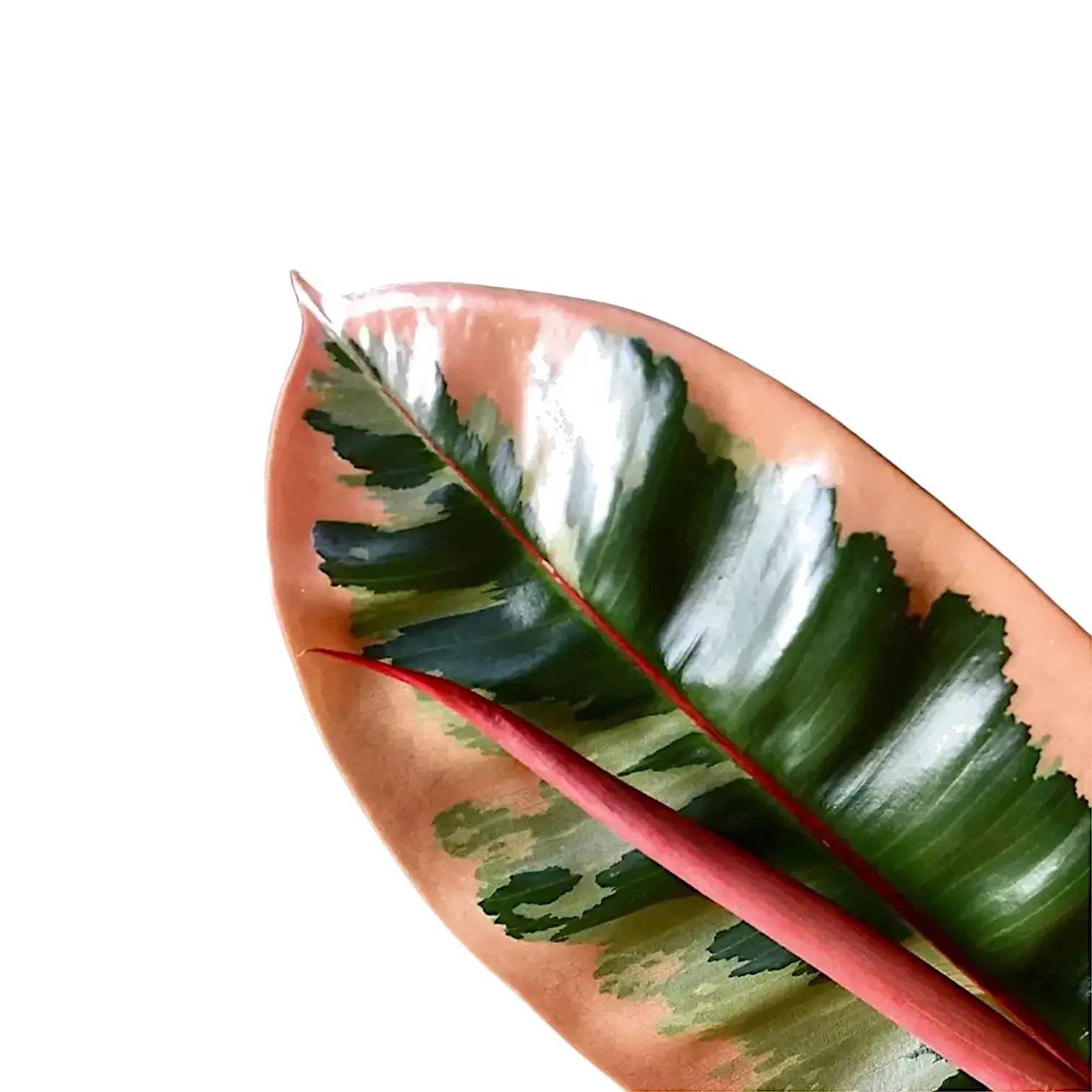 Ficus elastica âBelizeâ aka âRed Rubyâ â Blattdetail vor weiĂem Hintergrund..