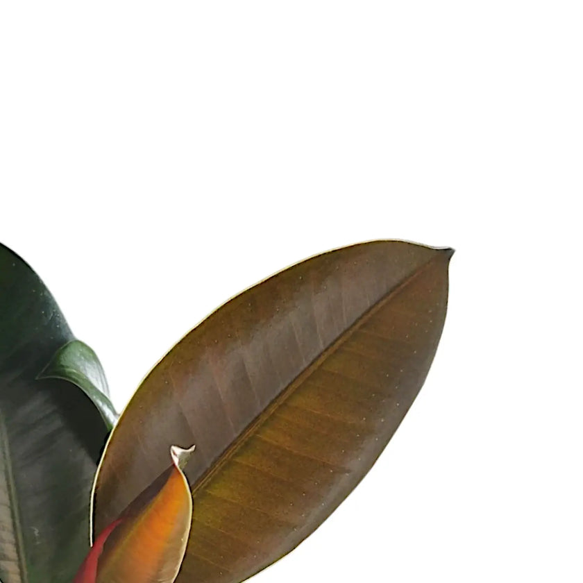 Ficus elastica âCloeâ â Blattdetail vor weiĂem Hintergrund..