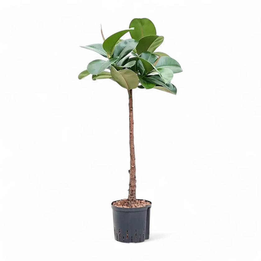 Ficus elastica 'Makana' Zimmerpflanze im Anzuchttopf vor weiĂem Hintergrund, Produktfoto 2.