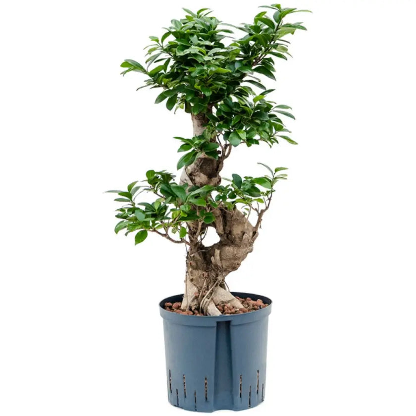 Ficus microcarpa 'Compacta' Zimmerpflanze im Anzuchttopf vor weiĂem Hintergrund, Produktfoto 2.