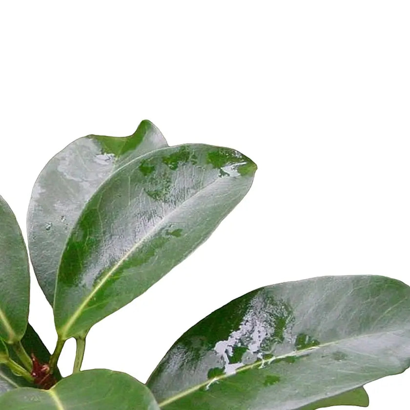 Ficus reflexa â Blattdetail vor weiĂem Hintergrund..