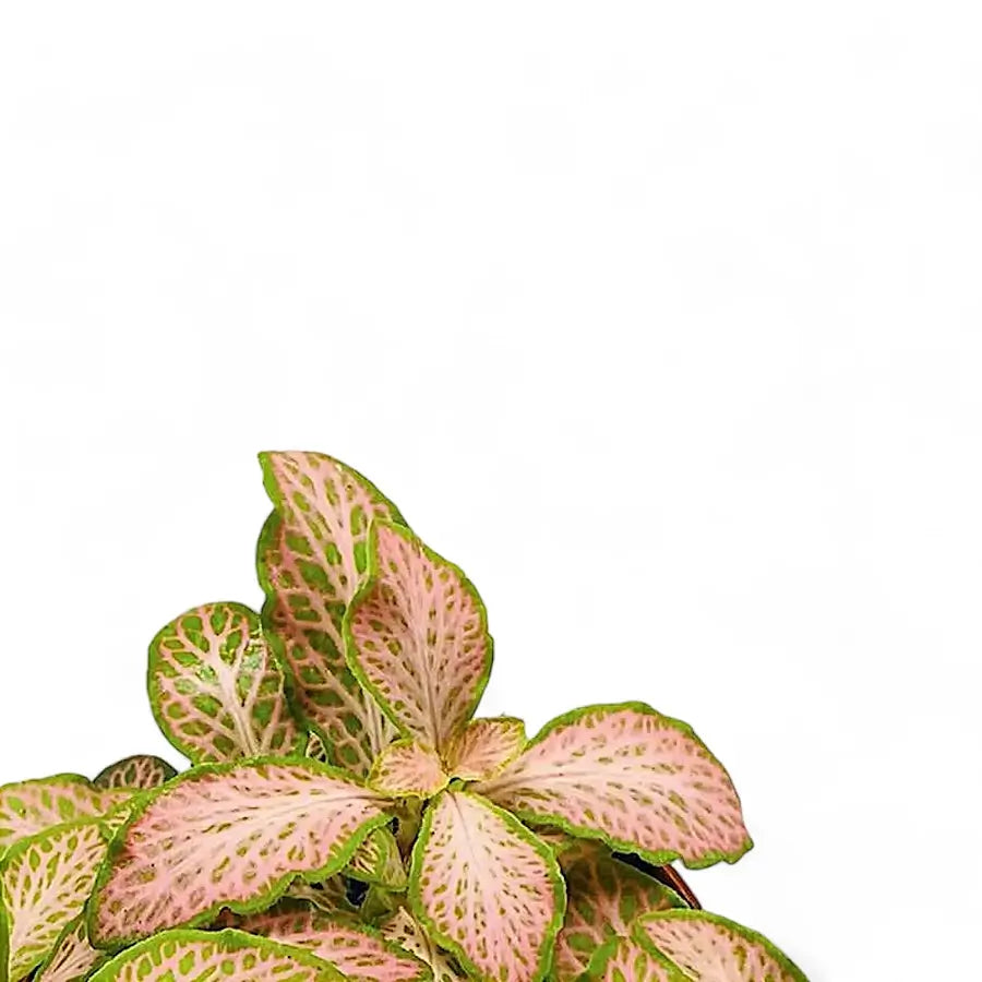 Fittonia albivenis 'Pink Ruby' ('Pink Specik') potted houseplant in nursery pot on white background, product photo 4.