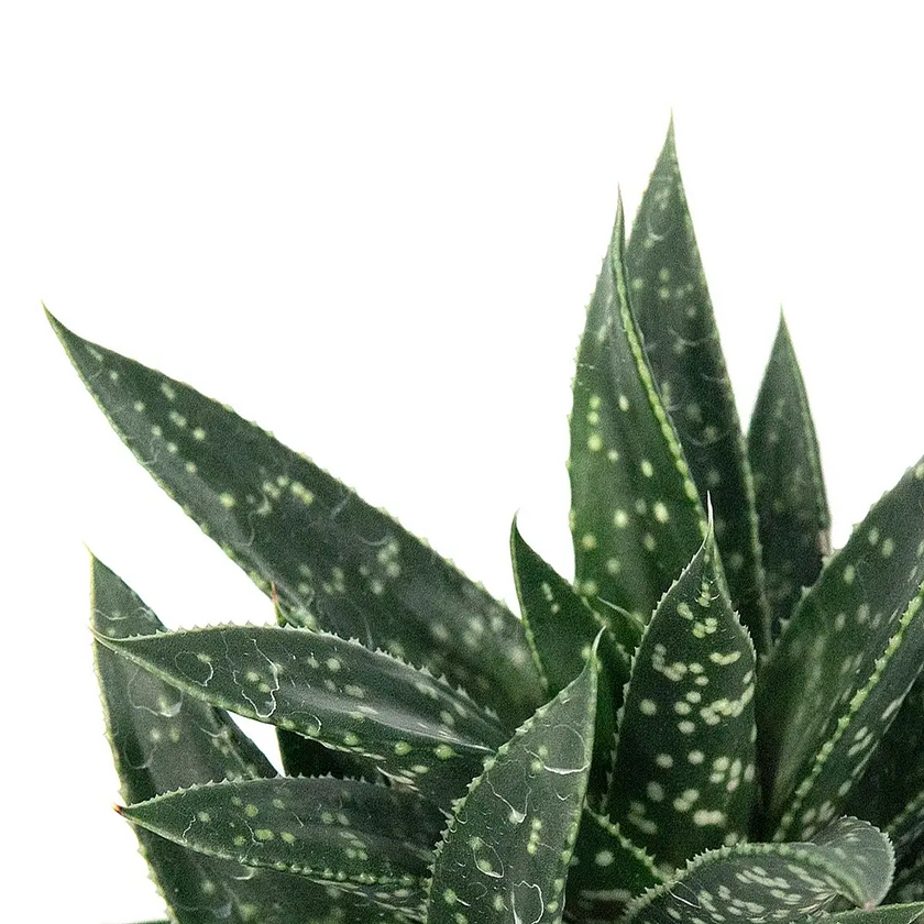 Gasteria 'D.Due' leaf close-up on white background.