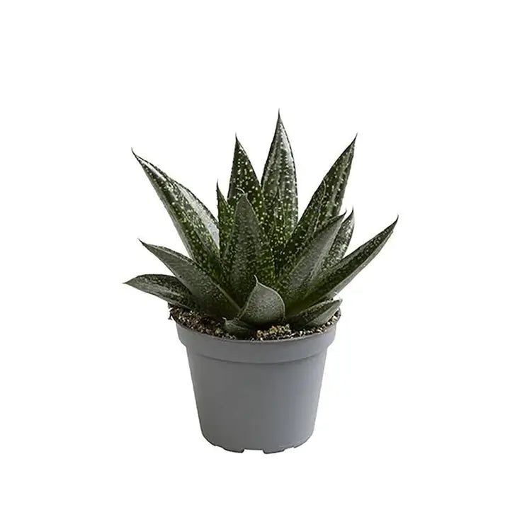 Gasteria 'D.Due' potted houseplant in nursery pot on white background, product photo 2.