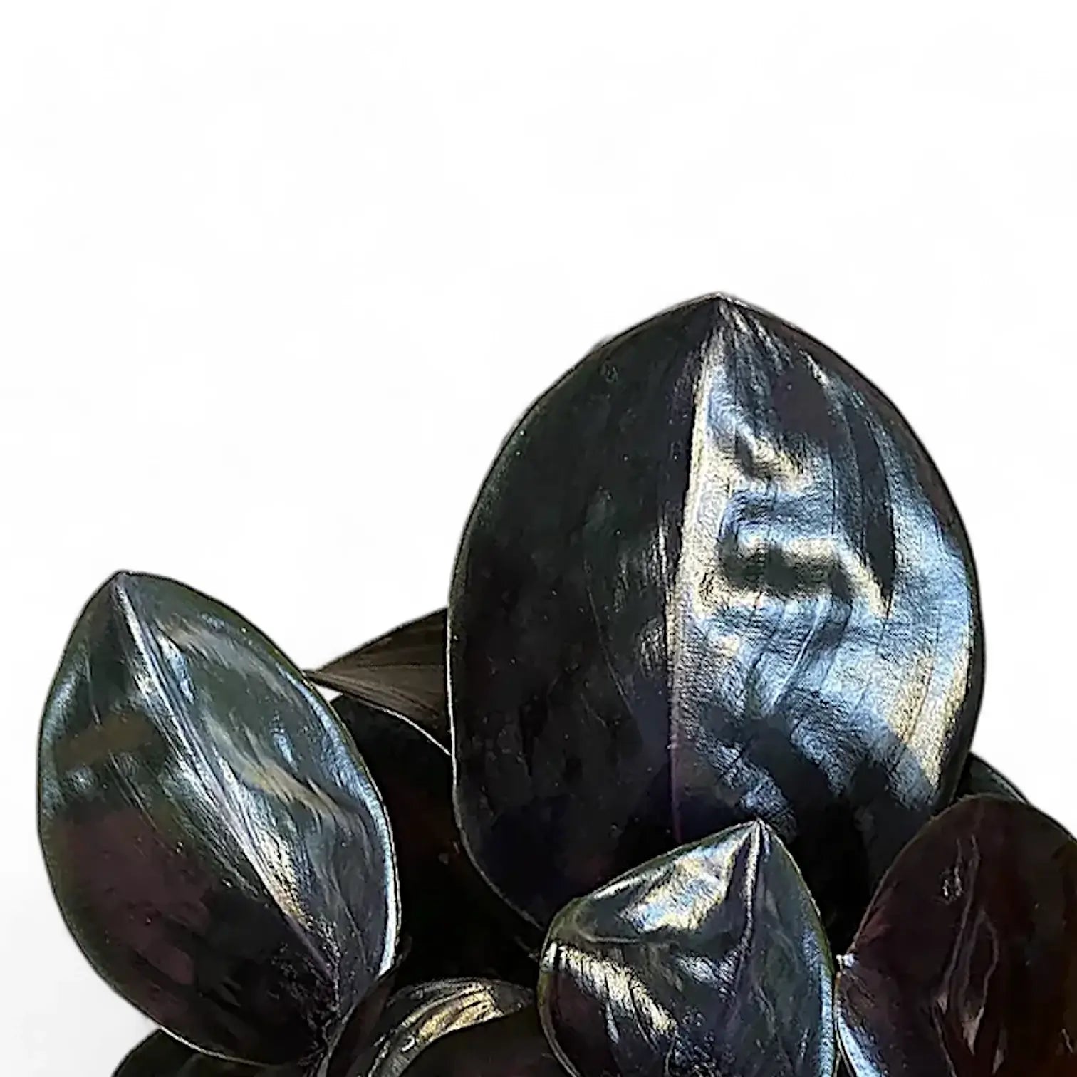 Geogenanthus ciliatus 'Midnight Pearl' – Blattdetail vor weißem Hintergrund..