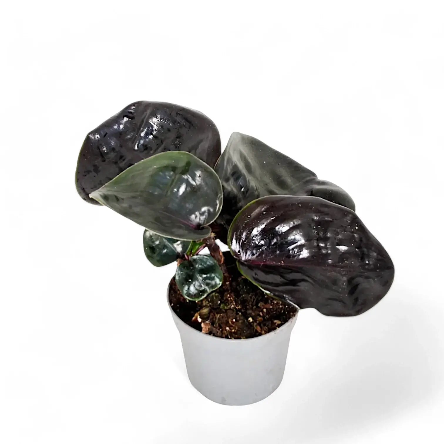 Geogenanthus ciliatus 'Midnight Pearl' Zimmerpflanze im Anzuchttopf vor weiĂźem Hintergrund, Produktfoto 3.