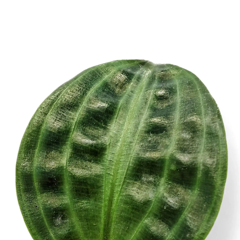 Geogenanthus poeppigii leaf close-up on white background.