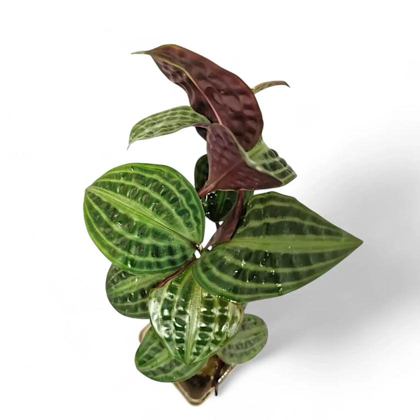 Geogenanthus poeppigii potted houseplant in nursery pot on white background, product photo 2.