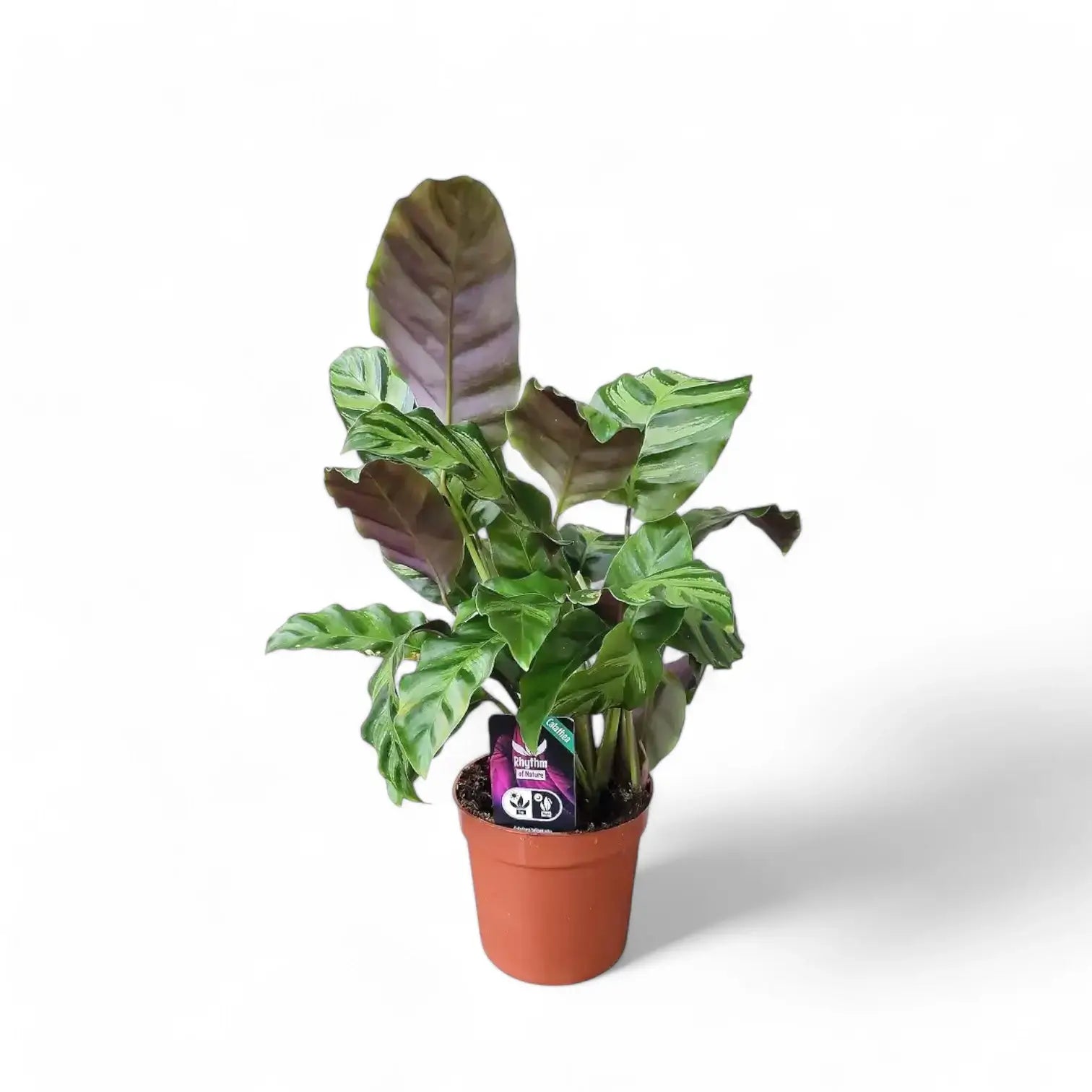 Goeppertia (Calathea) 'Greenstar' Zimmerpflanze im Anzuchttopf vor weiĂźem Hintergrund, Produktfoto 3.