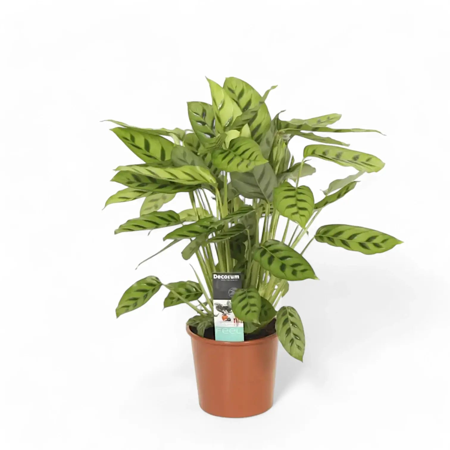Goeppertia (Calathea) concinna potted houseplant in nursery pot on white background, product photo 2.