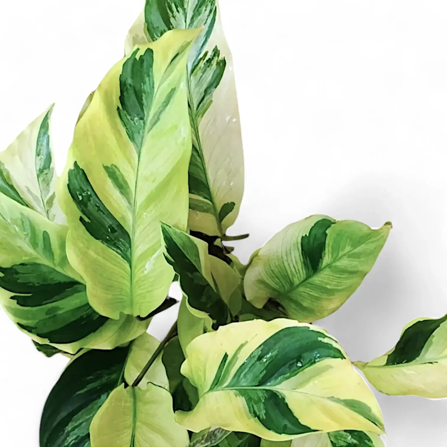 Goeppertia (Calathea) lietzei âYellow Fusionâ ('Yellow Miracle') â Blattdetail vor weiĂem Hintergrund..