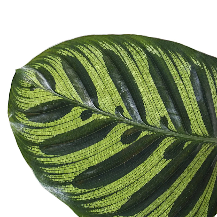 Goeppertia (Calathea) makoyana leaf close-up on white background.