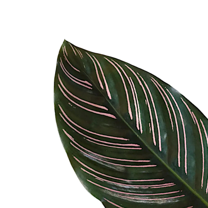 Goeppertia (Calathea) ornata leaf close-up on white background.