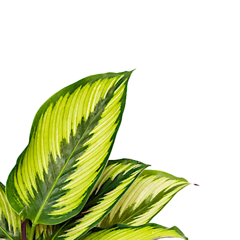 Goeppertia (Calathea) ornata 'Beauty Star' leaf close-up on white background.