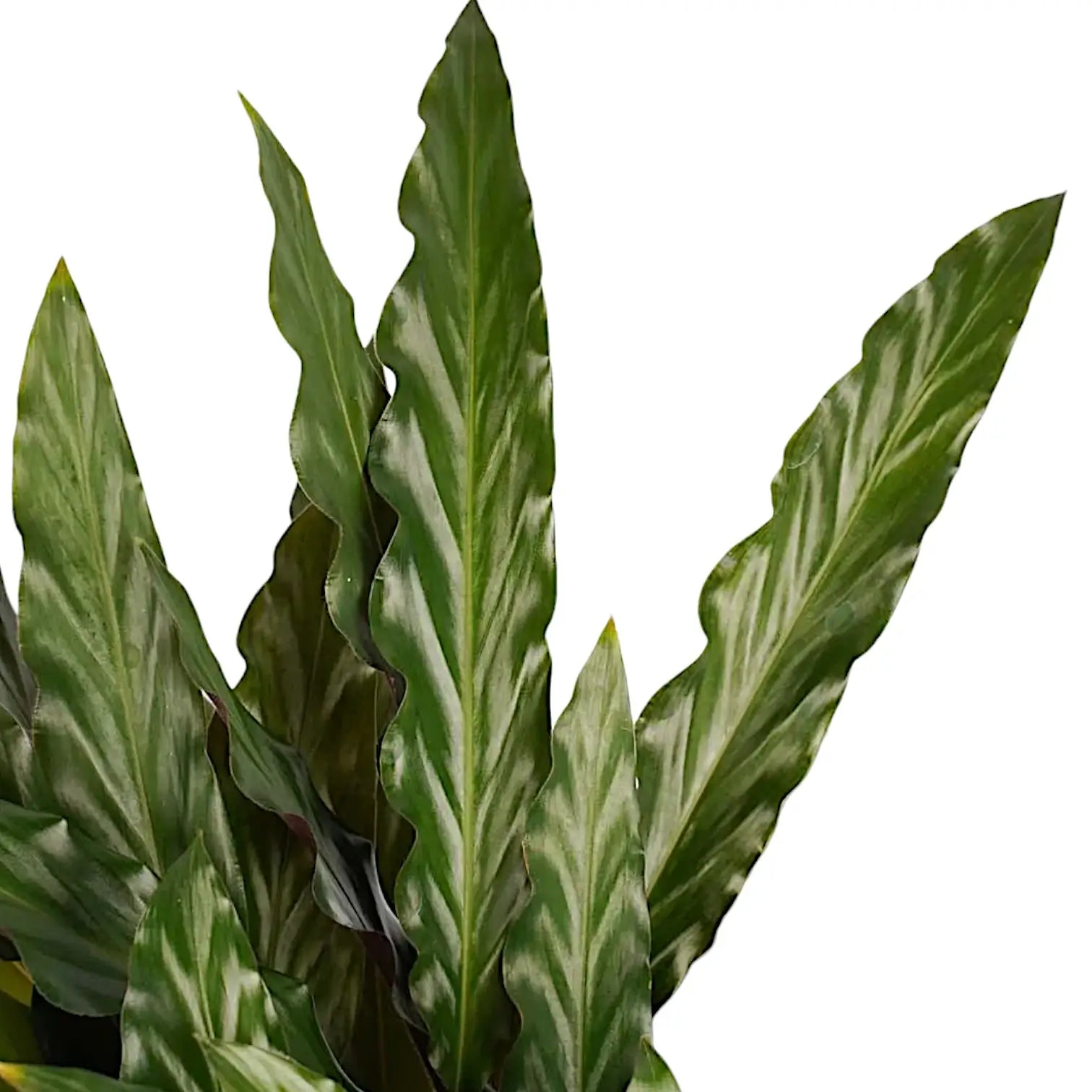 Goeppertia (Calathea) rufibarba 'Elgergrass' – Blattdetail vor weißem Hintergrund..