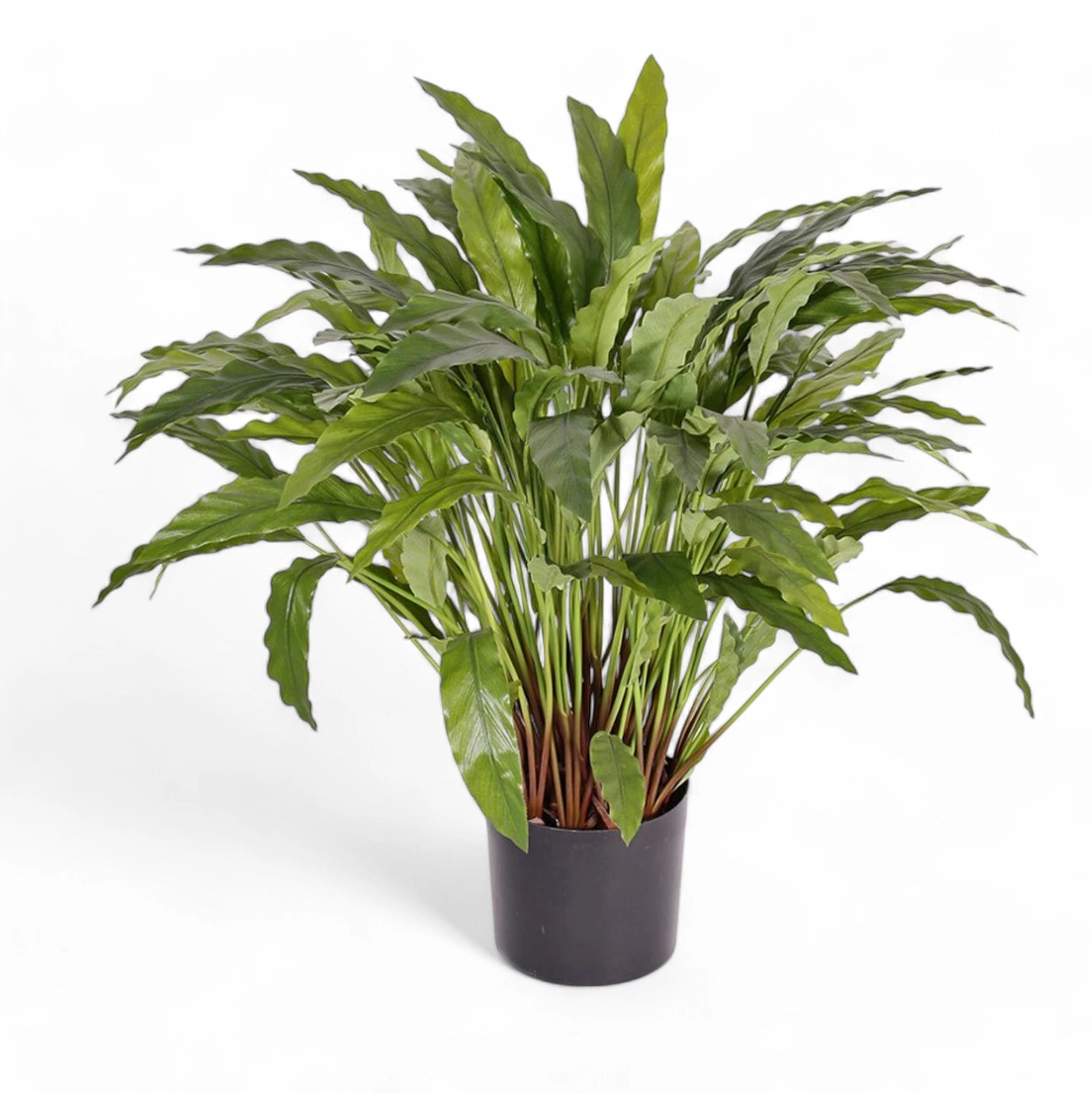 Goeppertia (Calathea) rufibarba 'Tropistar' Zimmerpflanze im Anzuchttopf vor weiĂźem Hintergrund, Produktfoto 3.