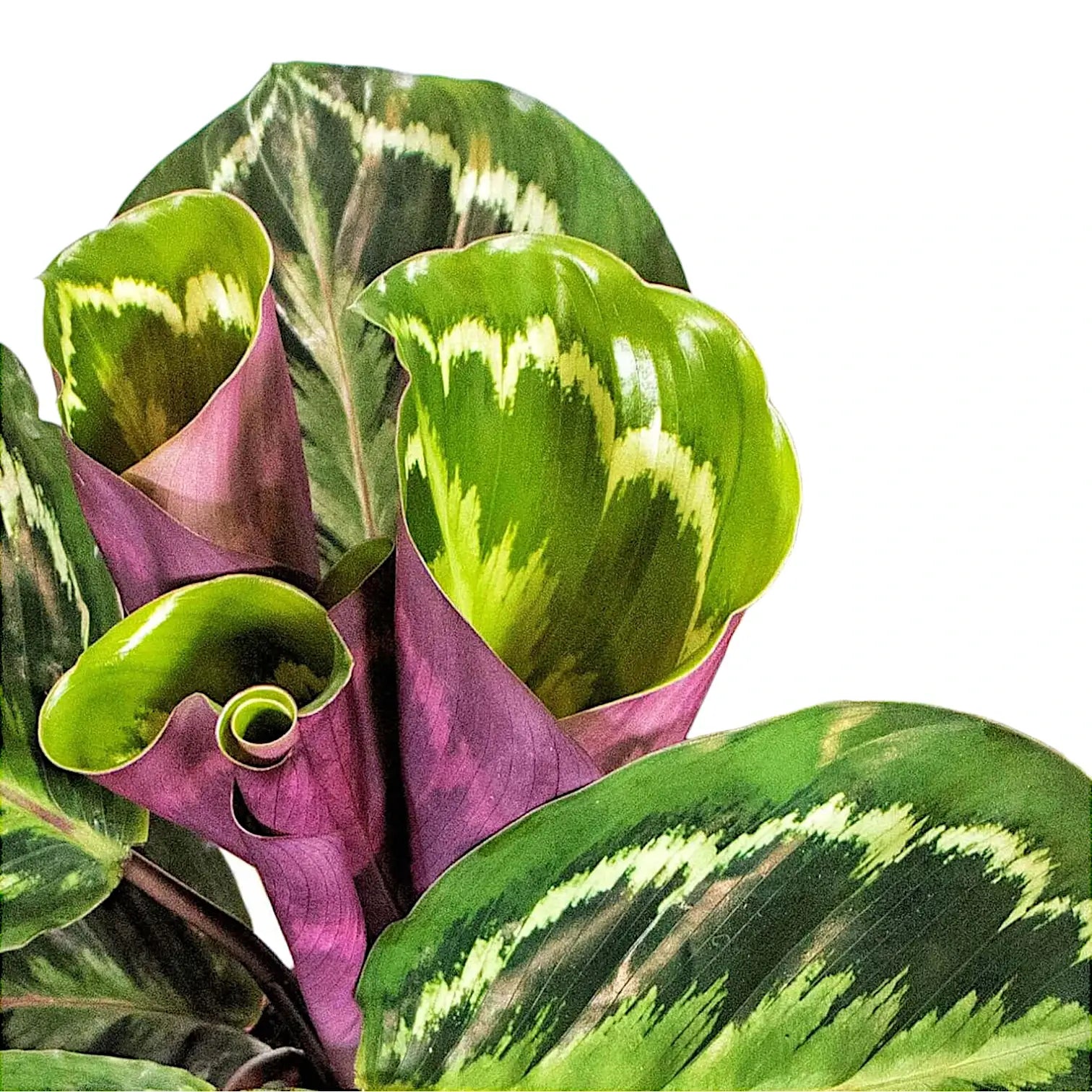 Goeppertia (Calathea) veitchiana 'Medaillon' – Blattdetail vor weißem Hintergrund..