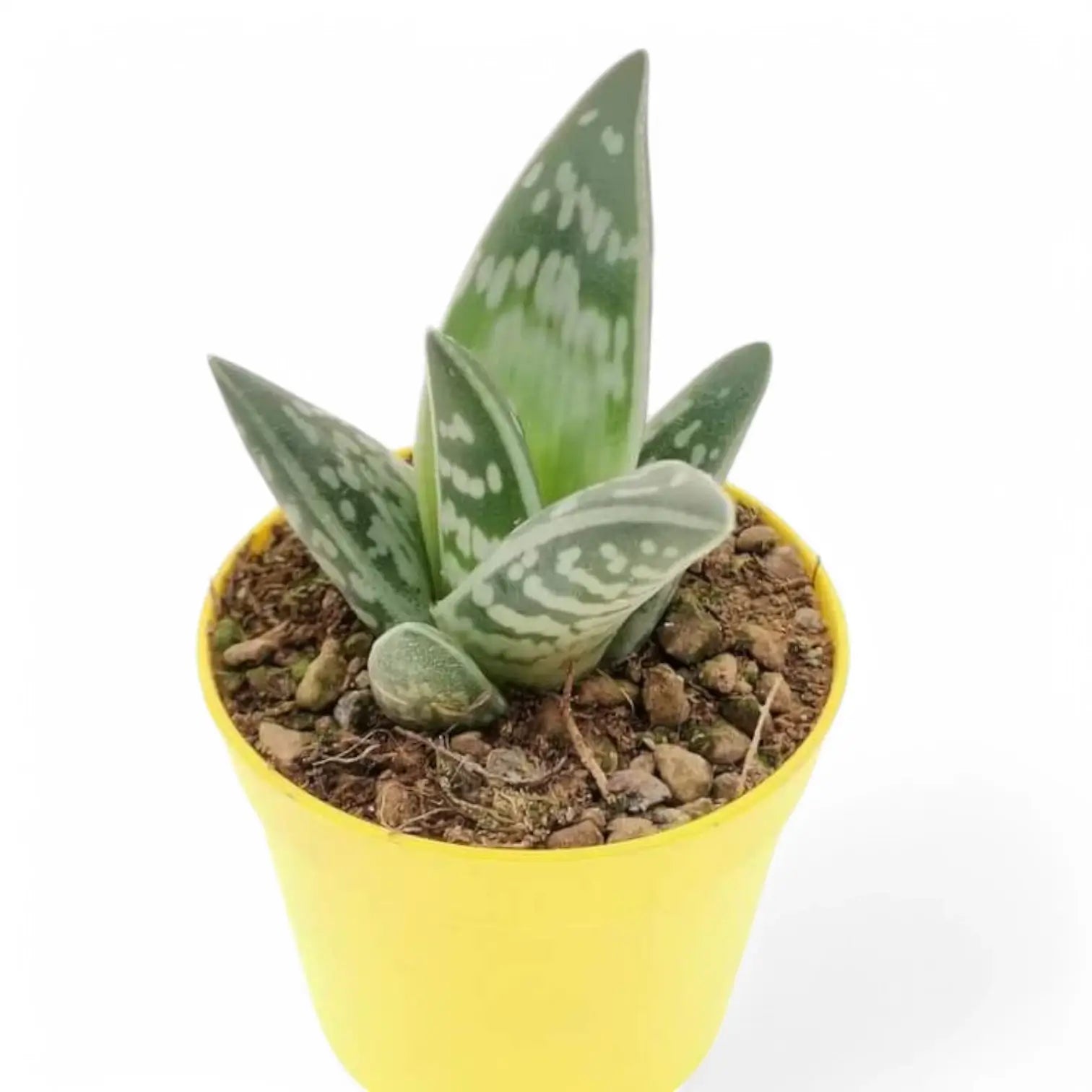 Gonialoe variegata potted houseplant in nursery pot on white background, product photo 3.