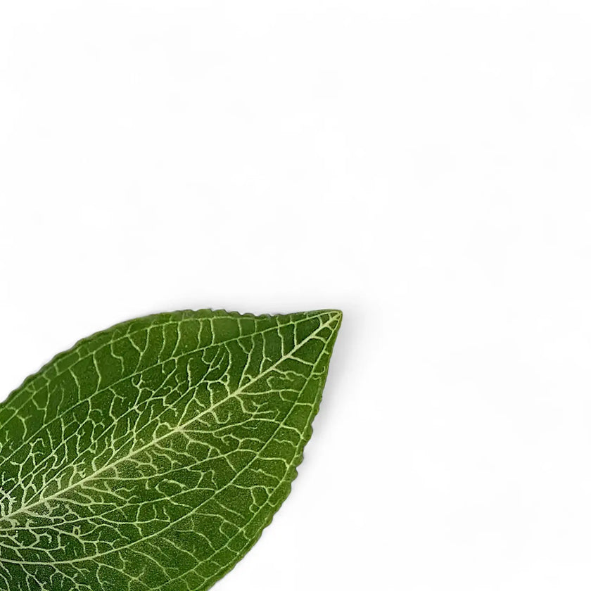 Goodyera malipoensis leaf close-up on white background.