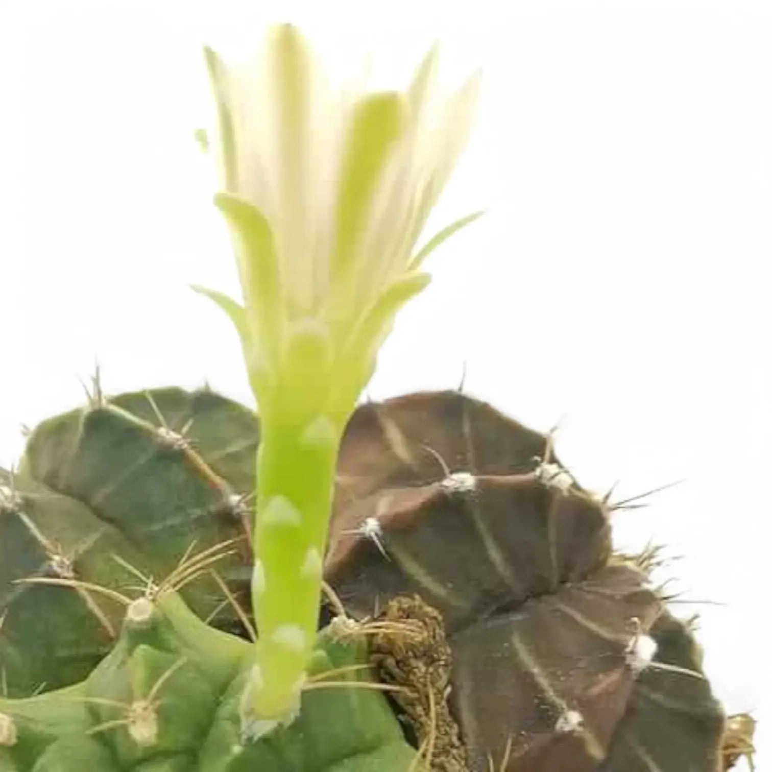 Gymnocalycium mihanovichii – Blattdetail vor weißem Hintergrund..