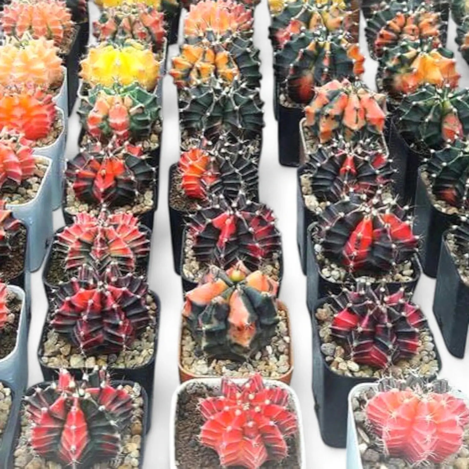 Gymnocalycium mihanovichii f. variegata Zimmerpflanze im Anzuchttopf vor weißem Hintergrund, Produktfoto 4.