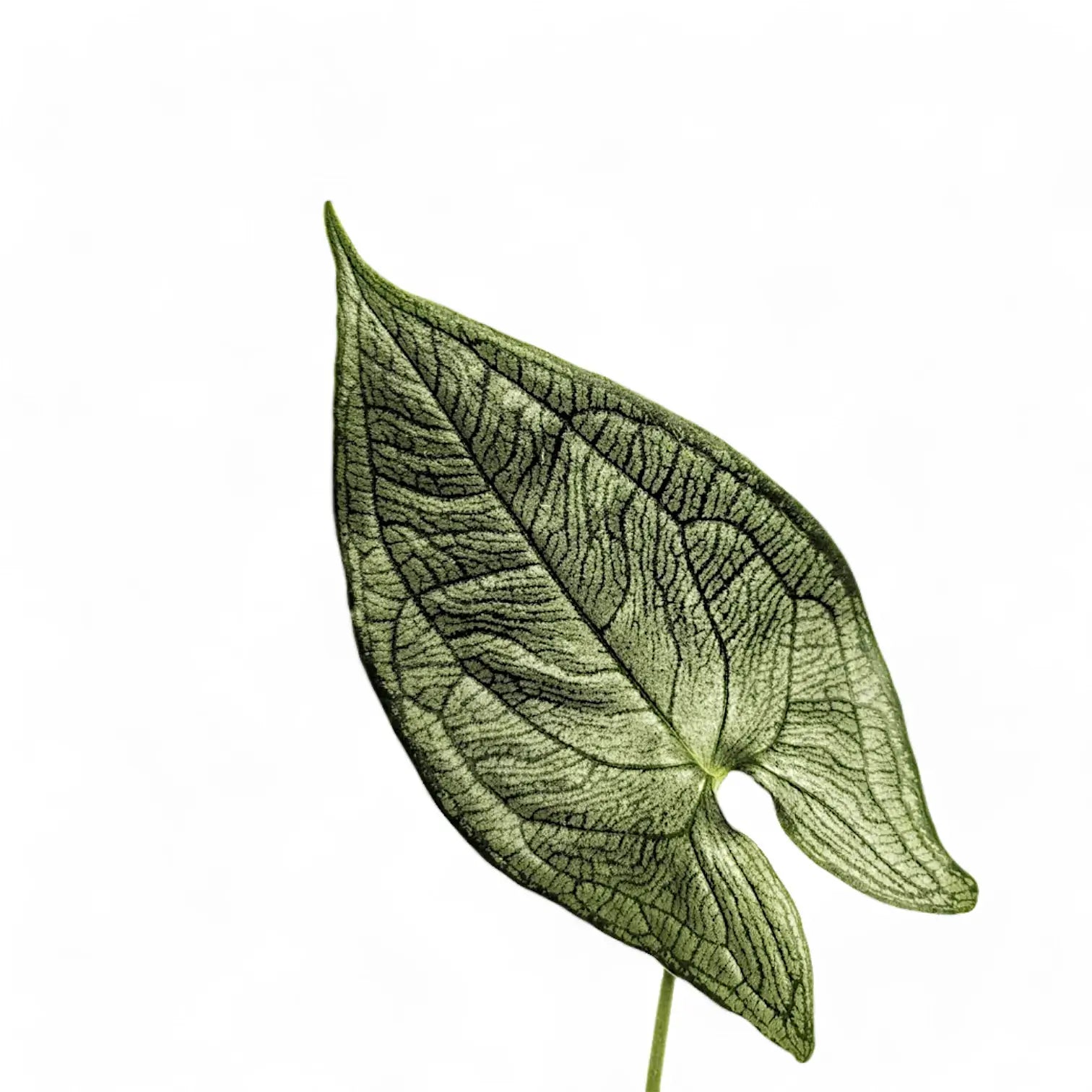 Hapaline appendiculata leaf close-up on white background.