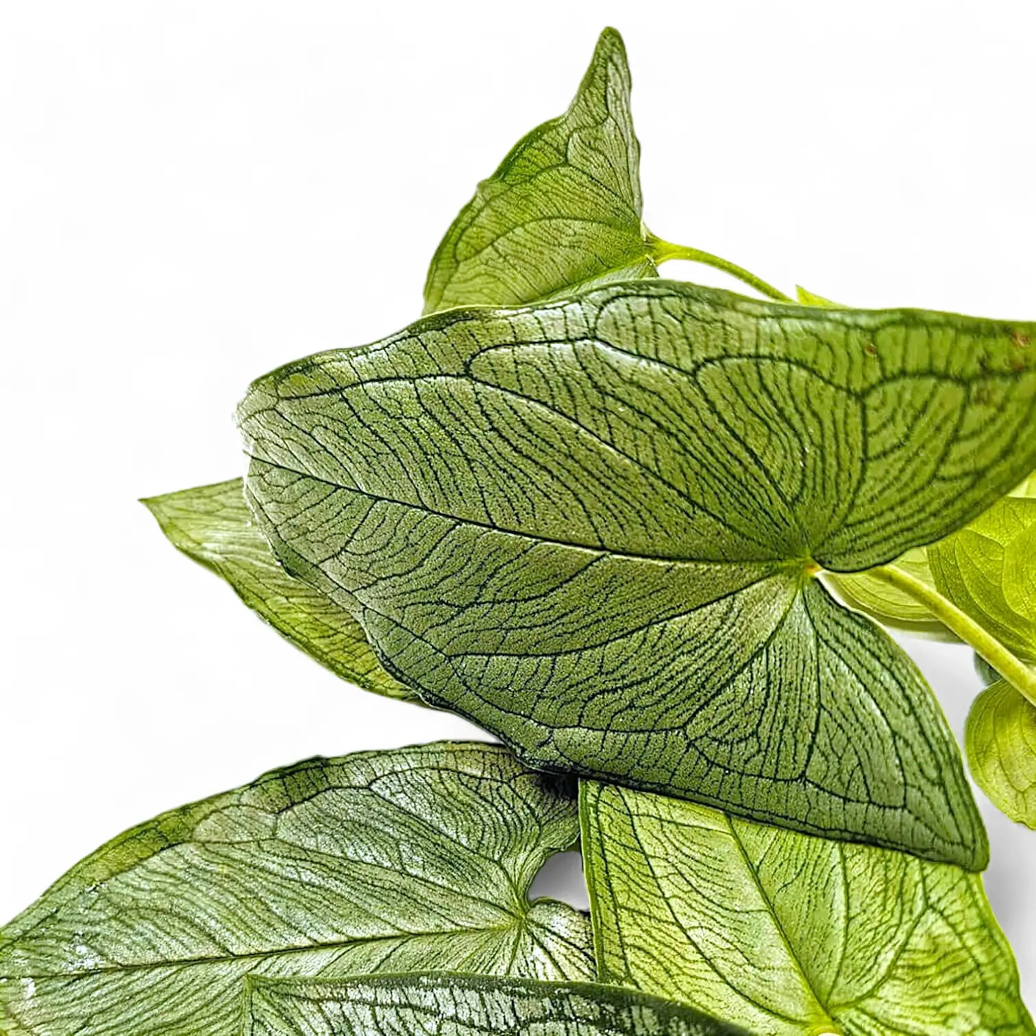 Hapaline appendiculata potted houseplant in nursery pot on white background, product photo 2.
