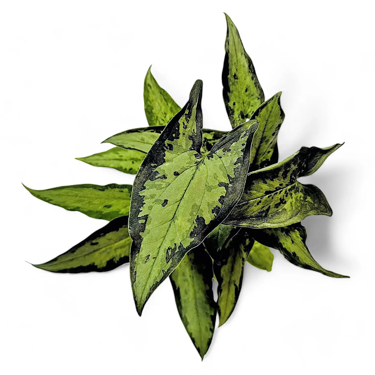 Hapaline appendiculata 'Tricolor' potted houseplant in nursery pot on white background, product photo 2.